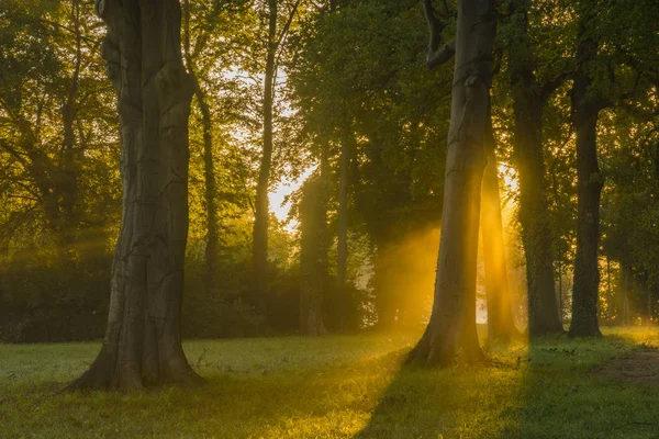 Красивое туманное и солнечное утро в парке — стоковое фото