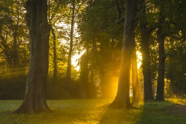 Bella mattina nebbiosa e soleggiata nel parco — Foto Stock