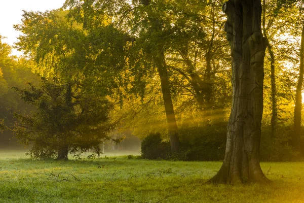 Красивое туманное и солнечное утро в парке — стоковое фото