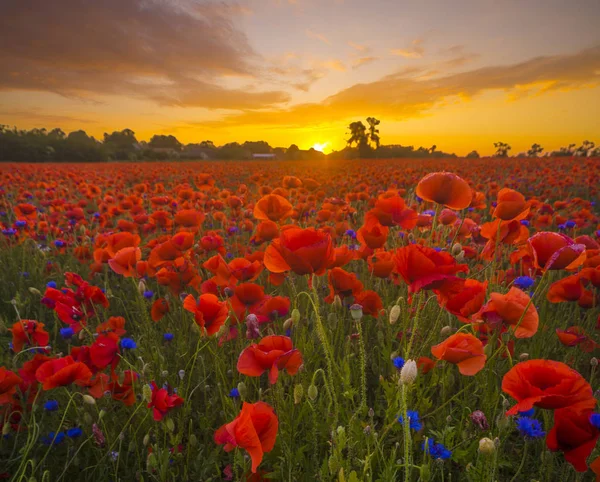 haşhaş çayır, üzerinde kırmızı haşhaş günbatımı