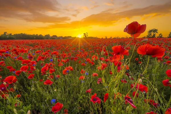 Poppy meadow, sunset over red poppies — Stock Photo, Image