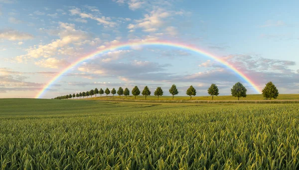 Arco-íris, árvores em um campo de primavera — Fotografia de Stock