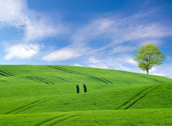 Arbre solitaire sur un champ vert — Photo
