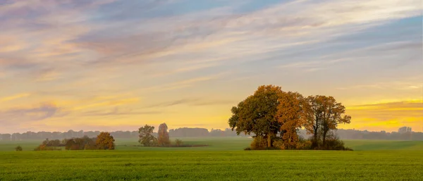Hösten oaks på ett grönt fält — Stockfoto