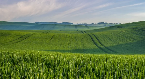 Våren, gröna fält, panorama — Stockfoto