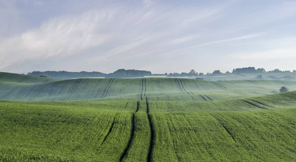 Våren, gröna fält, panorama — Stockfoto