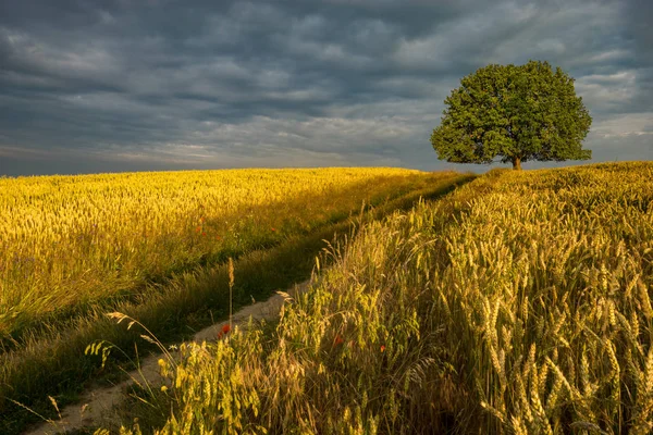 Camino de tierra que conduce a un roble solitario en el campo — Foto de Stock