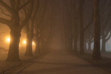 Avenue ve soğuk ve sisli bir gecede uçak ağaçlarının