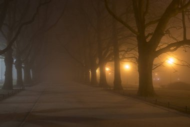 Avenue ve soğuk ve sisli bir gecede uçak ağaçlarının