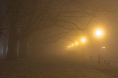Avenue ve soğuk ve sisli bir gecede uçak ağaçlarının