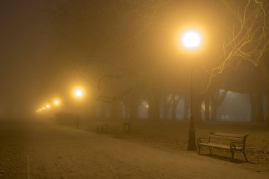 Avenue ve soğuk ve sisli bir gecede uçak ağaçlarının