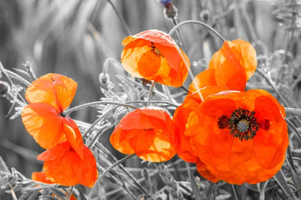 Rode papavers, selectieve kleur — Stockfoto