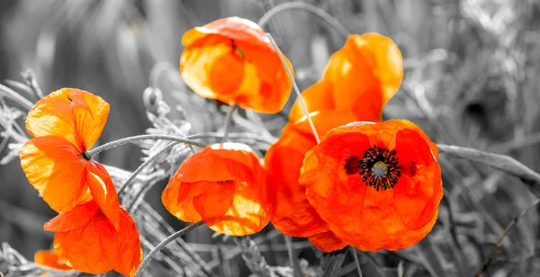 Kırmızı poppies, seçmeli renk — Stok fotoğraf