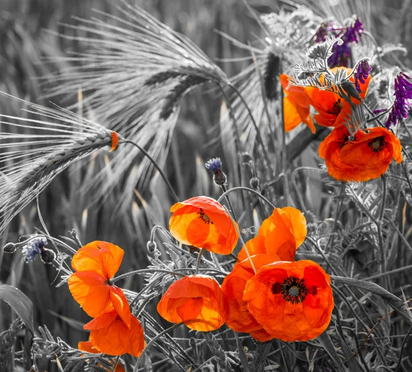 Rote Mohnblumen, selektive Farbe — Stockfoto
