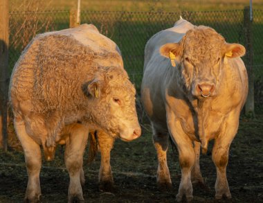 Üreyen boğalar Charolais Et