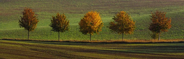 panorama of autumn rural landscape - green fields, trees in autu