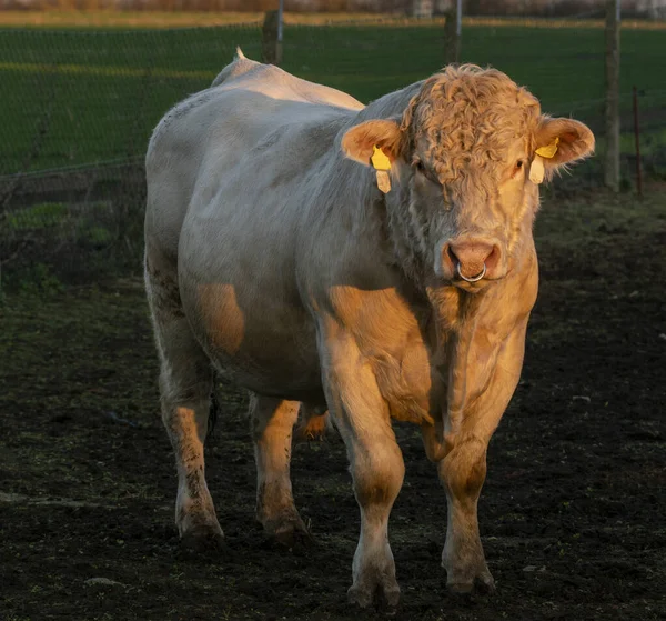 Touros reprodutores Carne de Charolais — Fotografia de Stock