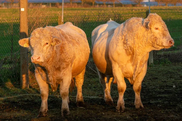 Byki hodowlane Charolais Meat — Zdjęcie stockowe