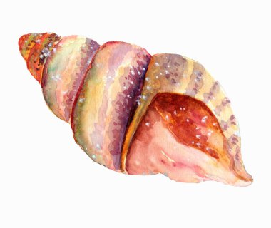 Beyaz arka planda suluboya pembe ve narin deniz kabuğu