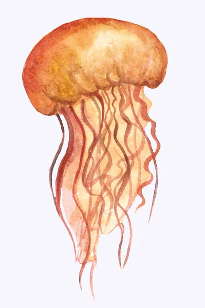 Orange Ocean Water Denizanası, Medusa, izole edilmiş suluboya çizimi
