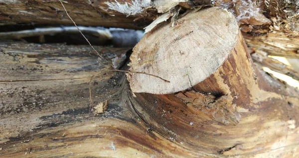 Ein Eichenstamm Der Mit Einer Zweihandsäge Abgesägt Wurde Lugar Corte — Stockfoto