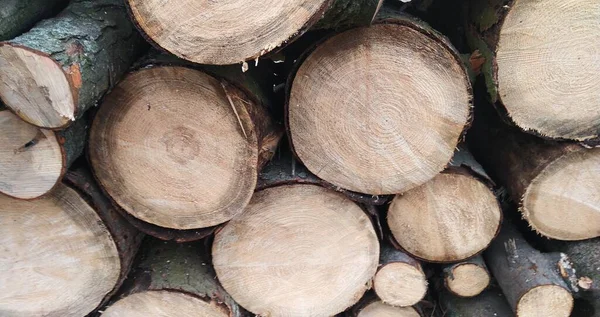 Anillos Anuales Los Árboles Rastro Sierra Círculo Madera Fondo Para — Foto de Stock