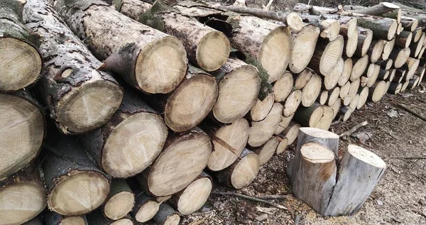 Troncos Árbol Cuidadosamente Apilados — Foto de Stock