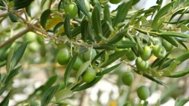 Güneş ışınlarıyla aydınlatılan yeşil zeytinlerle dolu yavaş çekim videosu, Akdeniz ikliminde rüzgarda hafifçe savruluyor.