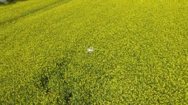 Havada uçuşan insansız hava aracı görüntüsü ve tecavüz çiçekleriyle dolu sarı alan. Tarlada inanılmaz bir desen. Tarım konsepti. Kırsal alan, sarı çayır, yeşil ağaçlar ve göl. Bahar ya da yaz aylarında bulutlu gökyüzü.