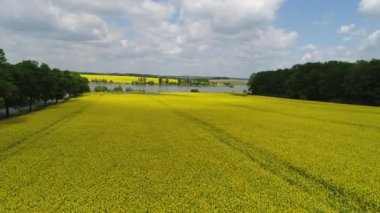 Tecavüz çiçekleriyle dolu sarı tarlanın havadan görünüşü. Tarlada inanılmaz bir desen. Tarım konsepti. Kırsal alan, sarı çayır, yeşil ağaçlar ve göl. Bahar ya da yaz aylarında bulutlu gökyüzü.