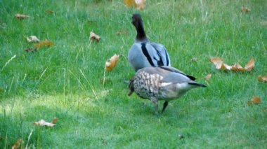İki Gri Ördek göl veya göl etrafında birlikte yürüyor. İçme sırasında su sıçratıyorlar. Doğa Kuşu Vahşi Yaşam, çok şirin bir sahne. Yeşil, canlı çimlerde süper yavaş çekim görüntüleri.