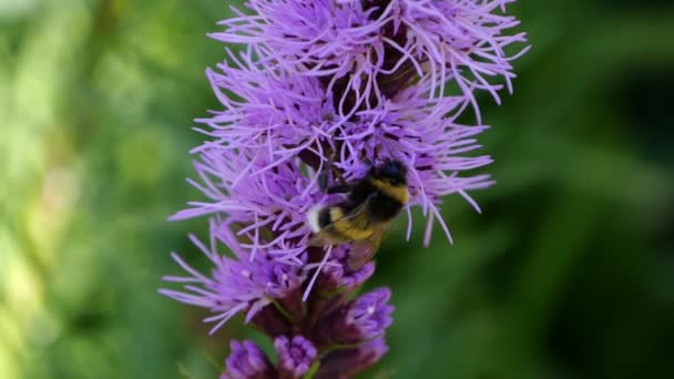 紫色の春の花から蜜を舐める北バンブルビーの超スローモーションのマクロ映像 美しいクローズアップぼやけた緑の背景に撮影 庭や公園の鮮やかな色 — ストック動画