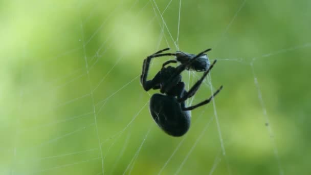 Grande Araignée Noire Enveloppant Une Mouche Dans Une Toile Soie — Video