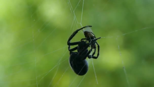 黑色的大蜘蛛用丝网包裹苍蝇 在森林的绿色而充满活力的背景上 慢镜头 — 图库视频影像