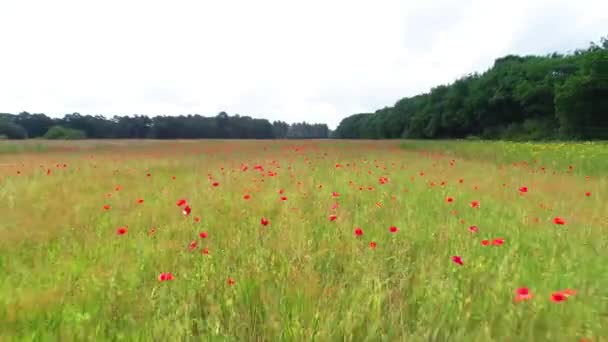 Vue Aérienne Vol Drone Dessus Une Prairie Pleine Fleurs Rouges — Video