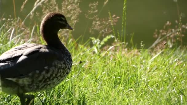 池の近くの鮮やかな緑の芝生の上を歩く灰色のアヒル 自然鳥野生動物は 非常にかわいいシーン 超スローモーション映像 — ストック動画