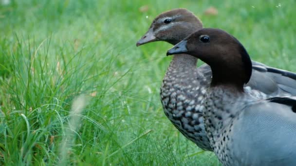 Two Grey Ducks Walking Together Pond Lake Splashing Water Drinking — Stock Video