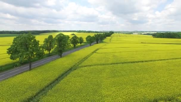 Vista Aérea Del Campo Amarillo Lleno Flores Violación Impresionante Patrón — Vídeos de Stock