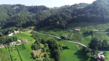 Slovenya, Avrupa 'daki bir tepenin üzerindeki yeşil tepe ve üzüm bağlarının havadan görünüşü. Yeşil çiçekler ve ağaçlar, yaz mevsiminde güzel ve huzurlu manzaralar..