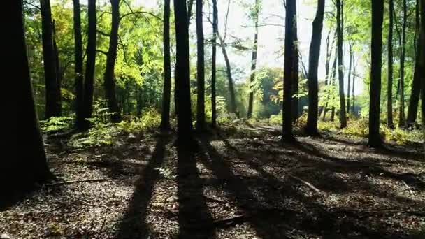 飞行员在森林里的树间飞舞 史诗般的空中飞行在绿林中 美丽的灯光泄露 森林中的线相机 森林中的平缓行走 树间行走 — 图库视频影像