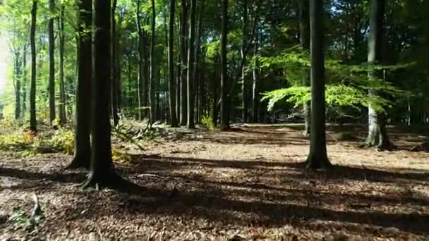 Дрон Летить Між Деревами Лісі Епічний Повітряний Політ Зеленому Лісі — стокове відео