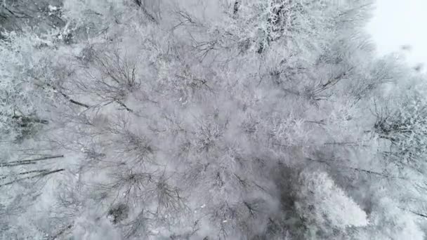 Kışın Beyaz Karla Kaplı Dağ Ormanının Havadan Görünüşü Donmuş Kış — Stok video