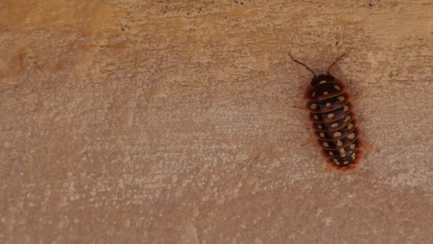 Insecte Méditerranéen Marche Sur Mur Concept Faune Dans Climat Méditerranéen — Video