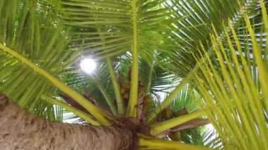 Maldivler 'de güzel bir adada hindistan cevizli palmiye ağacı. Konsept: Cennette balayı, tropikal ada, rüya gibi tatiller, seyahat acentası gizli video veya arka plan.