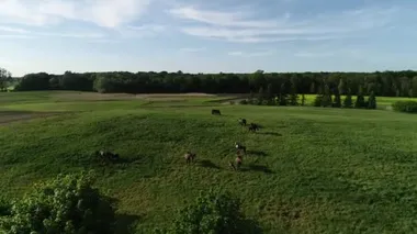 Yeşil çimlerde otlayan safkan at ve tay sürülerinin havadan görünüşü. Bir grup güzel at yetiştiricisi. Kırsal alan.