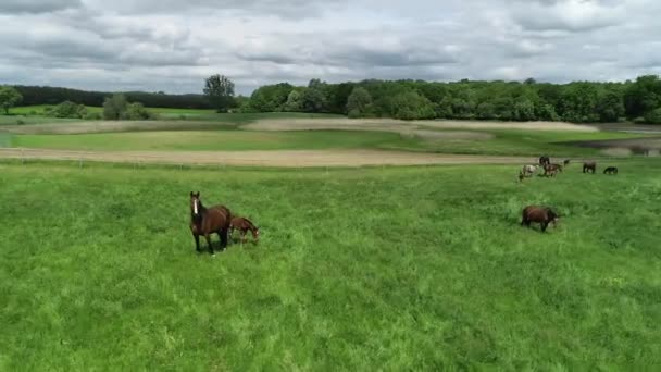 Vista Aérea Rebanho Cavalos Raça Pura Potros Pastando Grama Verde — Vídeo de Stock