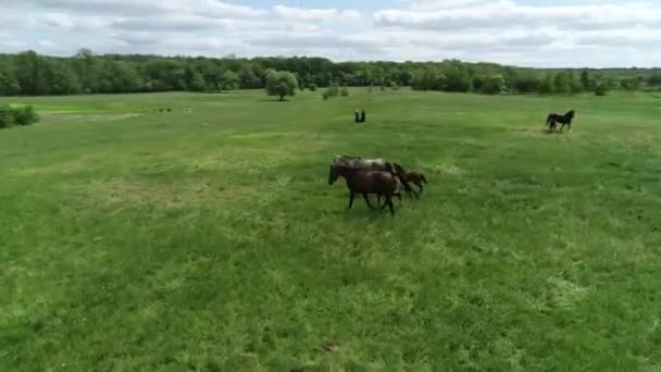 Вид Воздуха Стадо Чистокровных Лошадей Жеребят Пасущихся Зеленой Траве Группа — стоковое видео