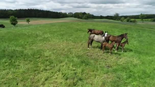 Yeşil Çimlerde Otlayan Safkan Tay Sürülerinin Havadan Görünüşü Bir Grup — Stok video