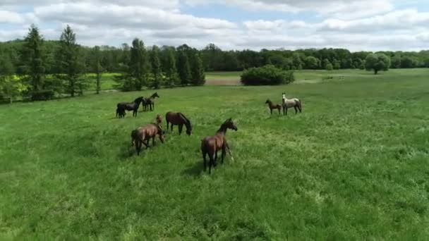 Vista Aérea Rebanho Cavalos Raça Pura Potros Pastando Grama Verde — Vídeo de Stock