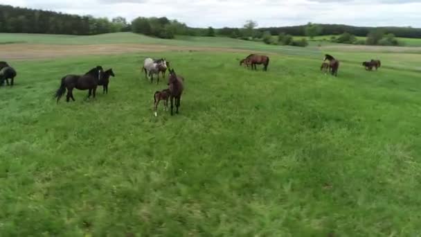 Flygfoto Besättningen Renrasiga Hästar Och Föl Bete Det Gröna Gräset — Stockvideo